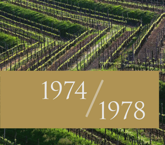 Aerial view of a vineyard