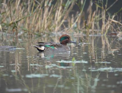 Photo of teal in water (Barbasso)