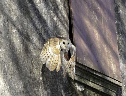 Photo of barn owl (Ca' De Riva)
