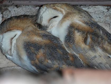 Photo of nesting barn owl couple (Ca Corniani)