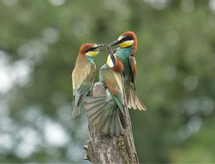 Photo of birds (Barbasso)