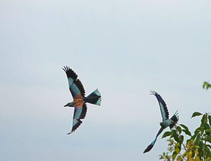 Second photo of birds (Barbasso)