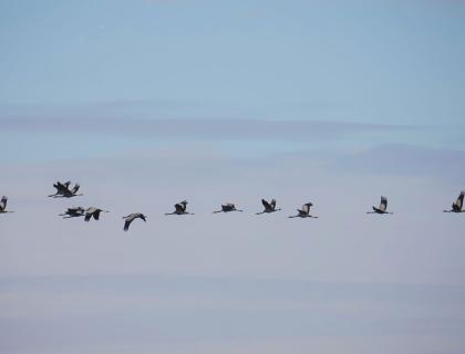 Photo of duck (Barbasso)