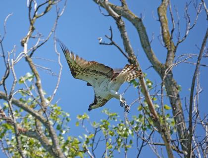 Photo of falcon (Barbasso)