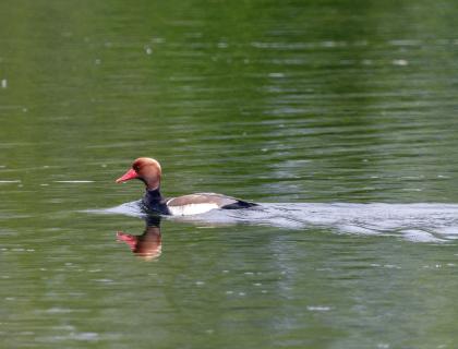 Photo of red-crested pochard M