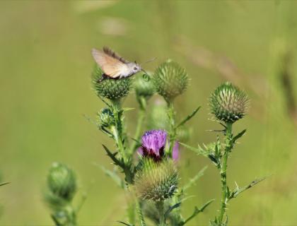 Bedstraw hawk-moth (Barbasso)