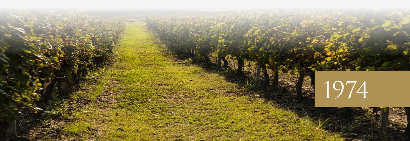 The photo depicts a vineyard