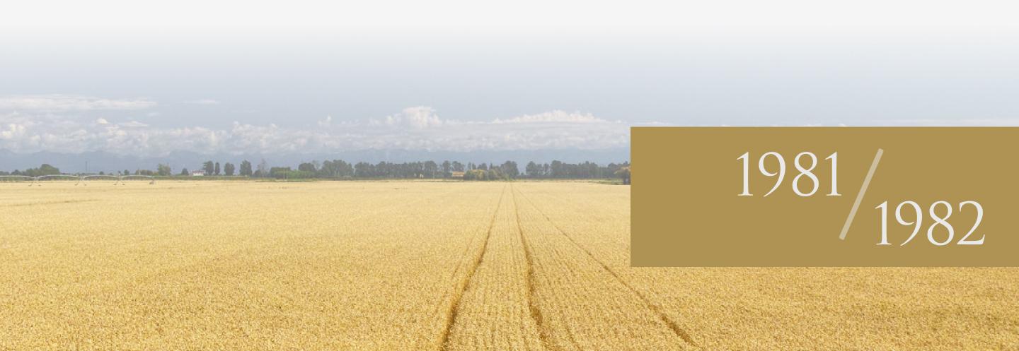 The photo shows a wheat field