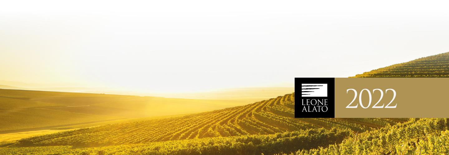 The photo shows a valley with a large vineyard at sunset